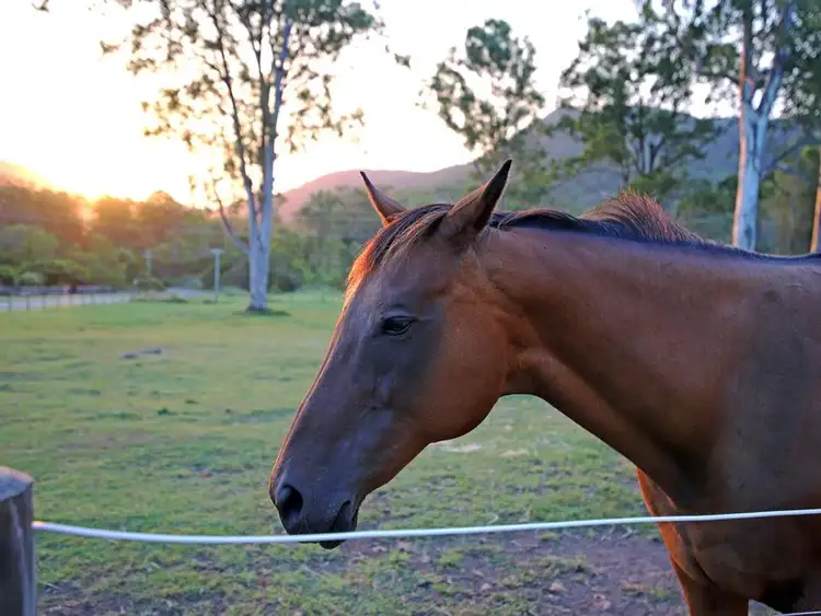 Fourth view of Homely land listing, 4 Reiners Road, Samford Valley QLD 4520