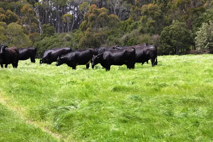 Main view of Homely rural property listing, Lot 4 Tierneys Road, Mengha TAS 7330