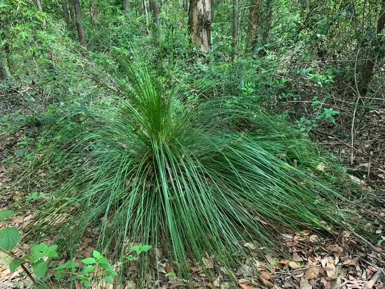 Sixth view of Homely land listing, 92 Hewitt Road, Mount Mee QLD 4521