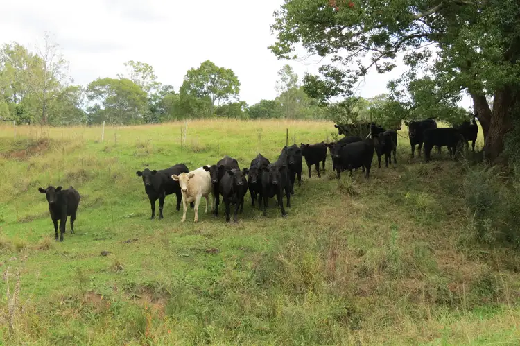 Fourth view of Homely rural property listing, 1116 GLOUCESTER ROAD, Wingham NSW 2429