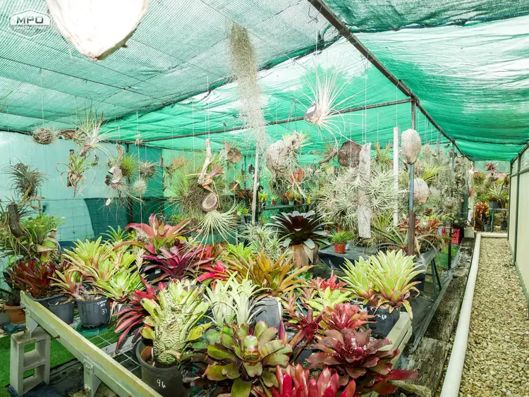 Sixth view of Homely house listing, 11 McIver Road, Mareeba QLD 4880