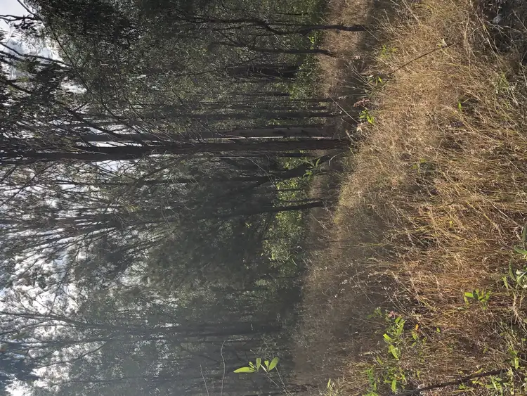 Second view of Homely rural property listing, 81 RANDWICK DRIVE, Mundoolun QLD 4285