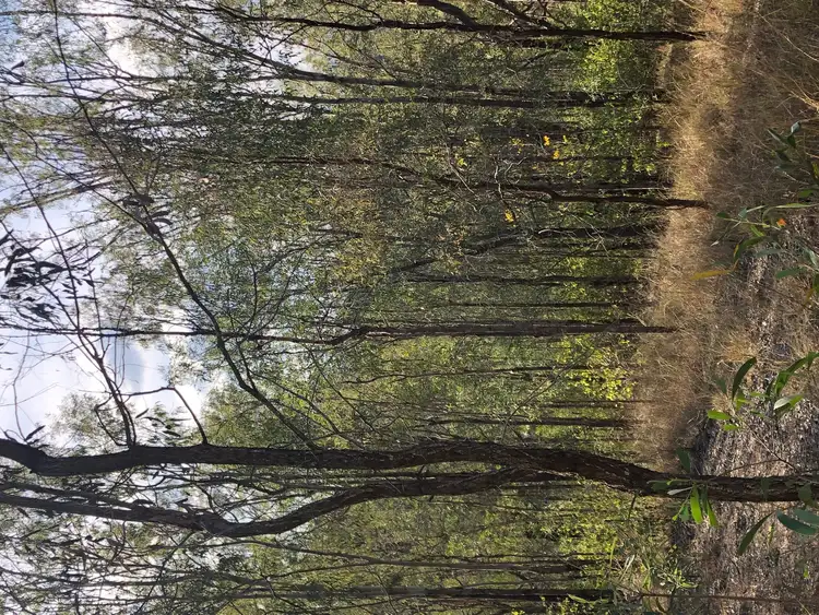 Third view of Homely rural property listing, 81 RANDWICK DRIVE, Mundoolun QLD 4285