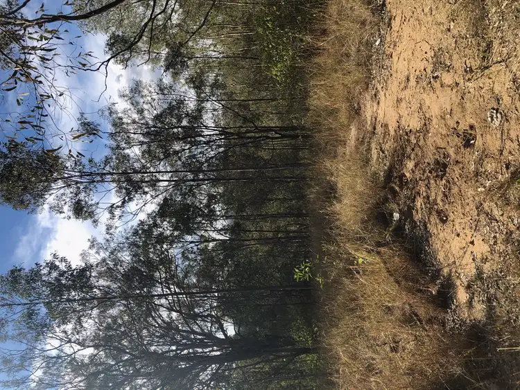 Fourth view of Homely rural property listing, 81 RANDWICK DRIVE, Mundoolun QLD 4285