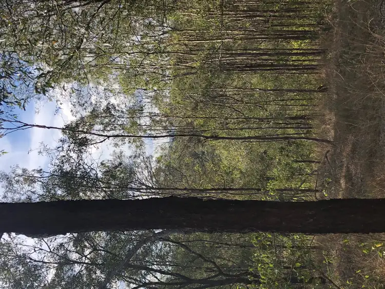 Fifth view of Homely rural property listing, 81 RANDWICK DRIVE, Mundoolun QLD 4285