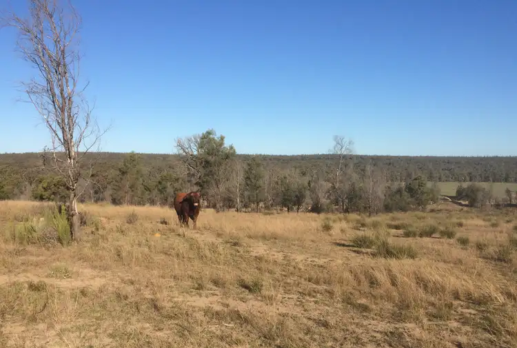 Fourth view of Homely rural property listing, Lot 113 Turill Bus Route Road, Turill NSW 2850