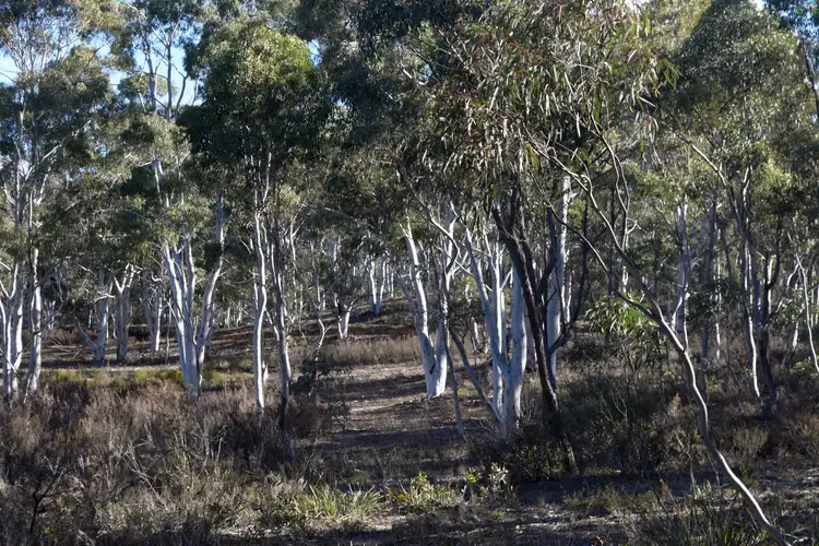 Seventh view of Homely rural property listing, 87 Paddys Close, Lower Boro NSW 2580