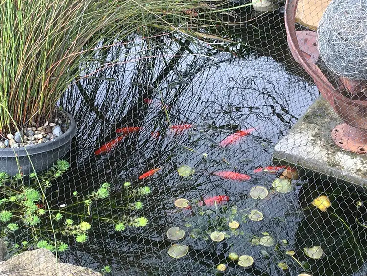 Fifth view of Homely house listing, 6 Hill Street, Clunes VIC 3370