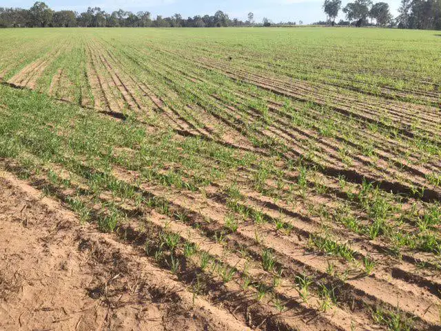 Main view of Homely rural property listing, 219 Walla Island Road, Duingal QLD 4671