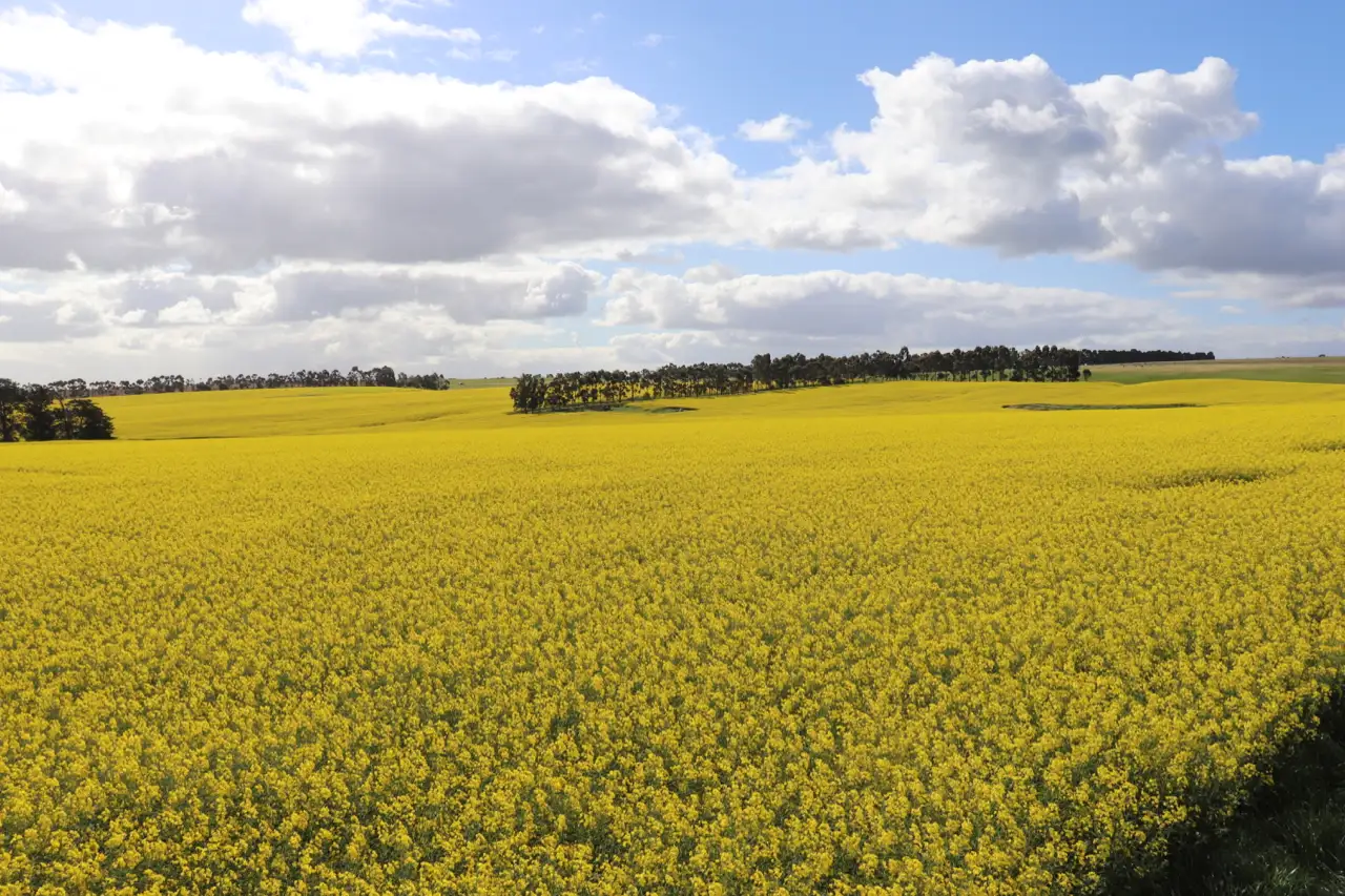 Main view of Homely rural property listing, MCPHERSONS ROAD, Rokewood VIC 3330