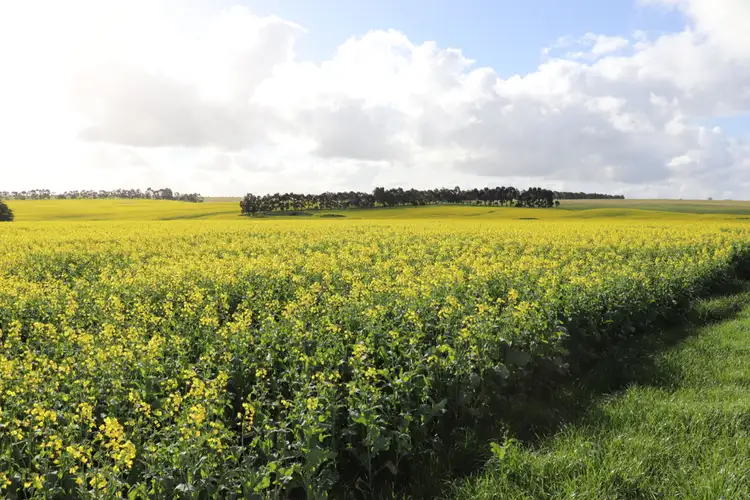 Fourth view of Homely rural property listing, MCPHERSONS ROAD, Rokewood VIC 3330