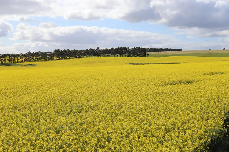 Fifth view of Homely rural property listing, MCPHERSONS ROAD, Rokewood VIC 3330