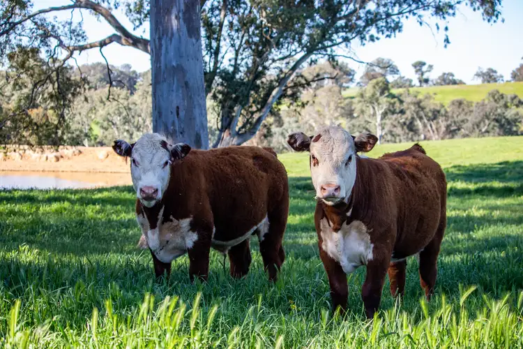 Second view of Homely rural property listing, 1231 Howes Creek Road, Mansfield VIC 3722