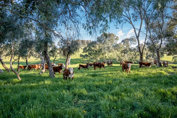 Sixth view of Homely rural property listing, 1231 Howes Creek Road, Mansfield VIC 3722