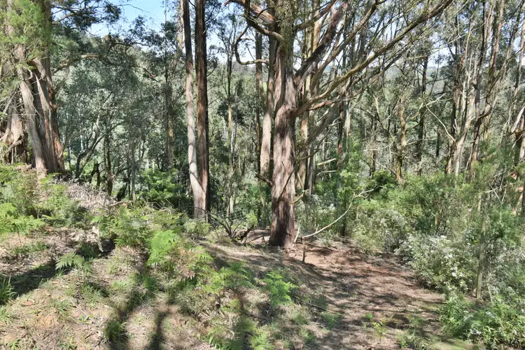 Second view of Homely rural property listing, 375 Mccartins Road, Turtons Creek VIC 3960
