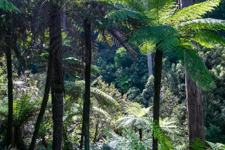 Third view of Homely land listing, 430 Myers Creek Road, Healesville VIC 3777
