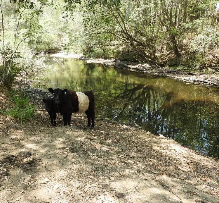Fourth view of Homely rural property listing, 576 Warrawillah Road, MARLEE VIA, Wingham NSW 2429