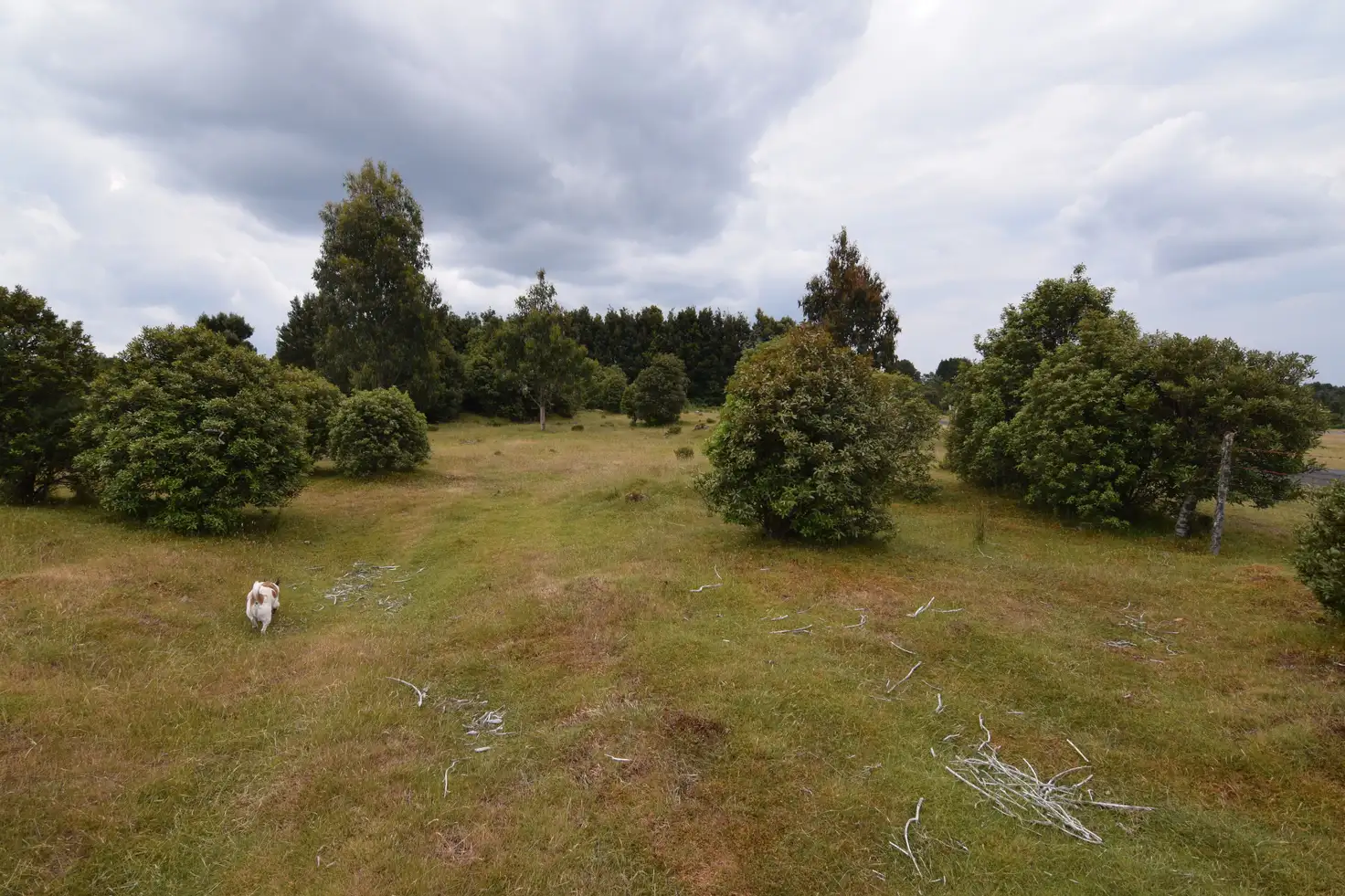 Main view of Homely land listing, LOT 824 Waratah Road, Waratah TAS 7321