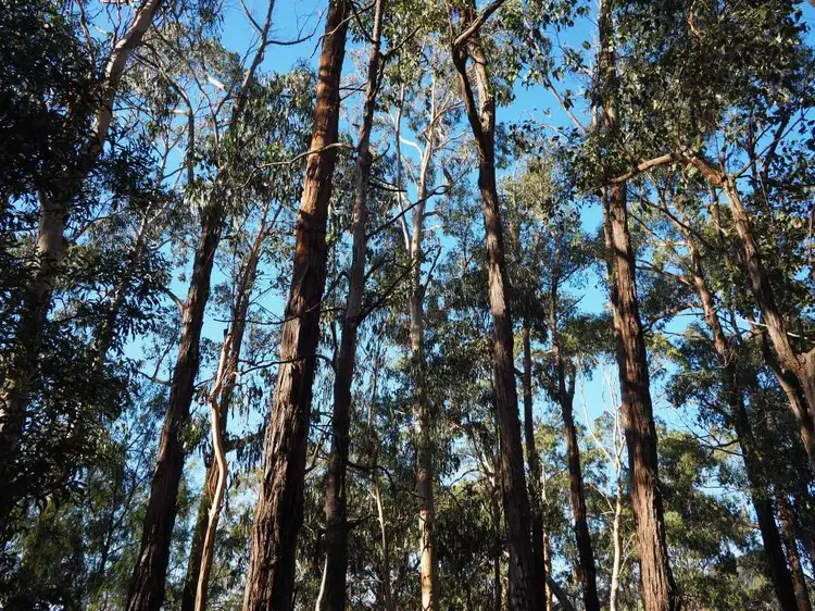 Fifth view of Homely rural property listing, LOT 2 Jumbuk Road, Jeeralang Junction VIC 3840