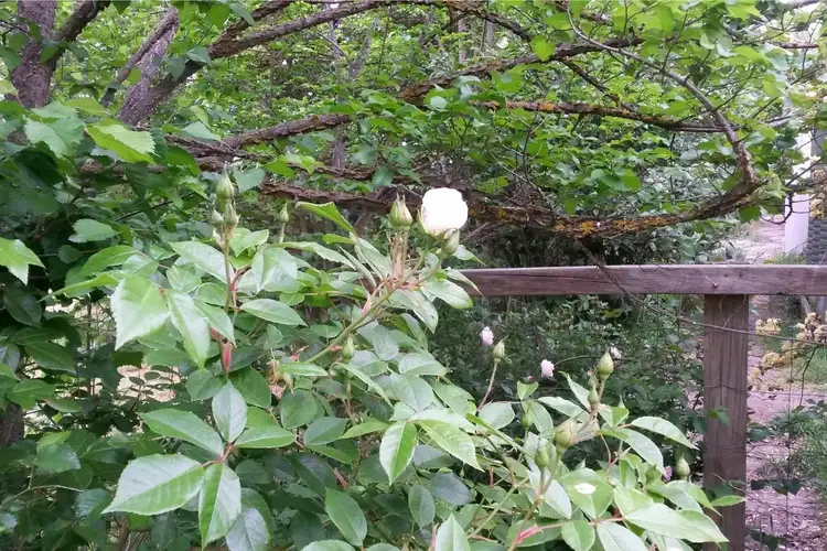 Sixth view of Homely house listing, 20A Angus Street, Clunes VIC 3370