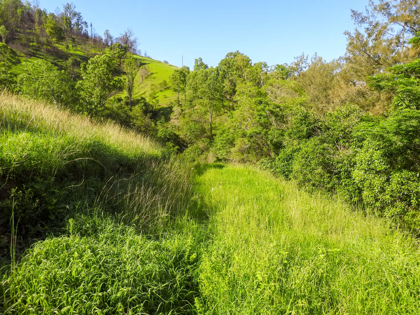 Main view of Homely rural property listing, LOT 41 DP 754447 Nowendoc Road, NUMBER ONE via, Wingham NSW 2429