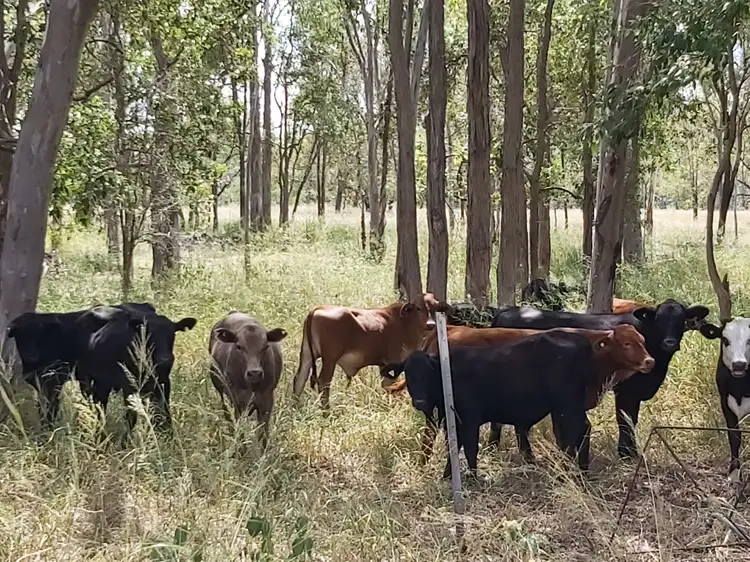 Fourth view of Homely land listing, 56 Oreillys Weir Road, Patrick Estate QLD 4311