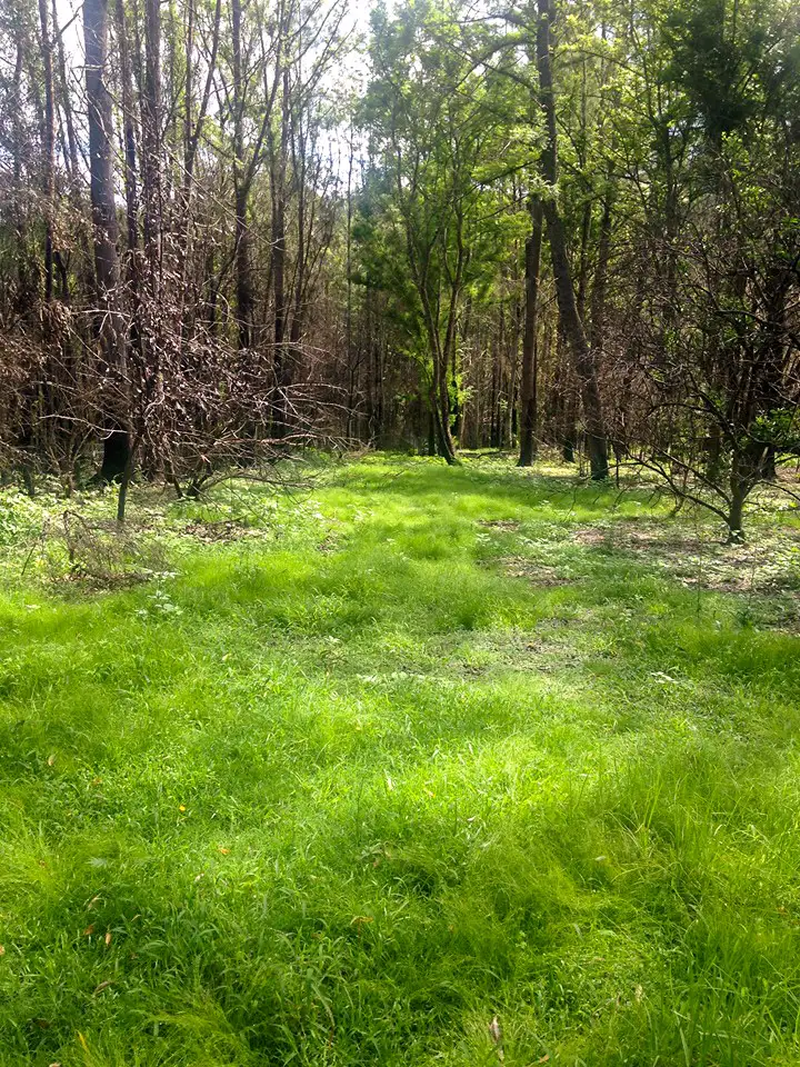 Second view of Homely land listing, 2562 Bulga Road, BOBIN via, Wingham NSW 2429