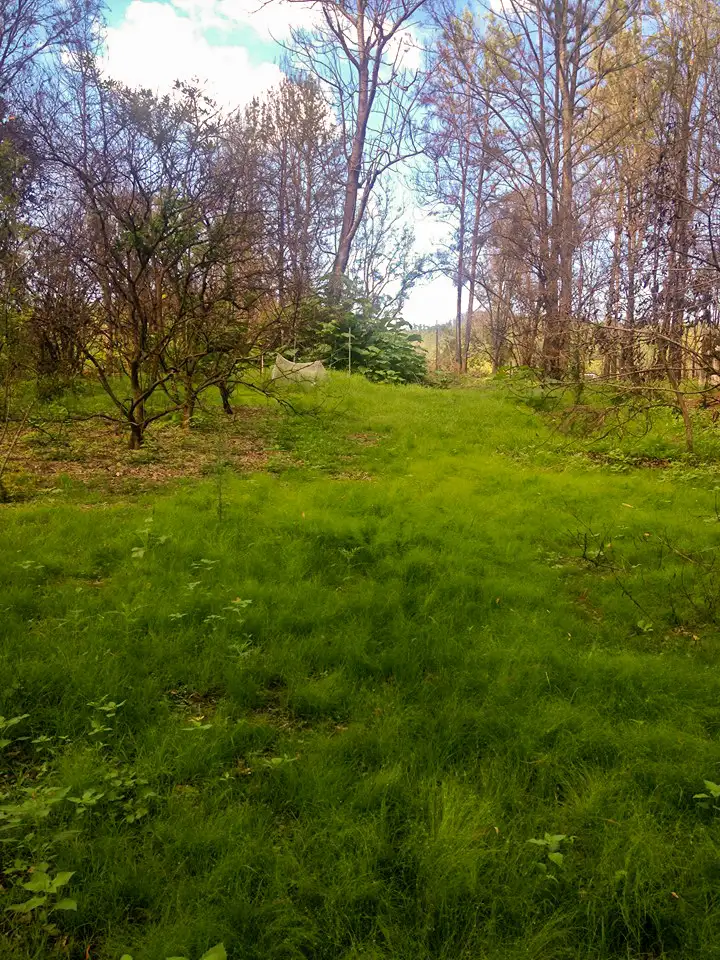 Fifth view of Homely land listing, 2562 Bulga Road, BOBIN via, Wingham NSW 2429