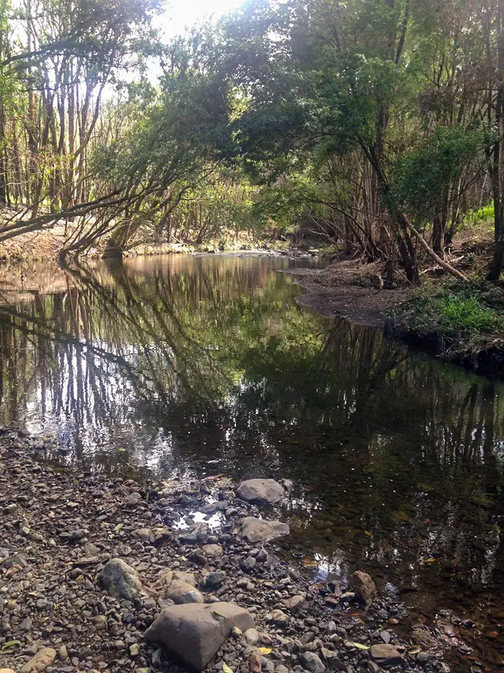 Seventh view of Homely land listing, 2562 Bulga Road, BOBIN via, Wingham NSW 2429