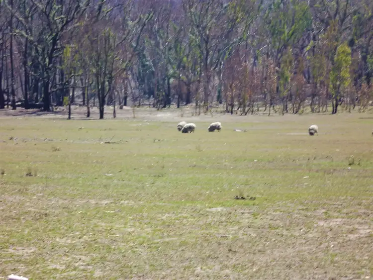 Third view of Homely rural property listing, LOT 1, 3 & 4 Silent Grove Road, Torrington NSW 2371
