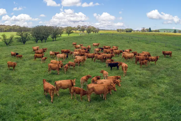 Fourth view of Homely rural property listing, 13192 Gwydir Highway, Glen Innes NSW 2370