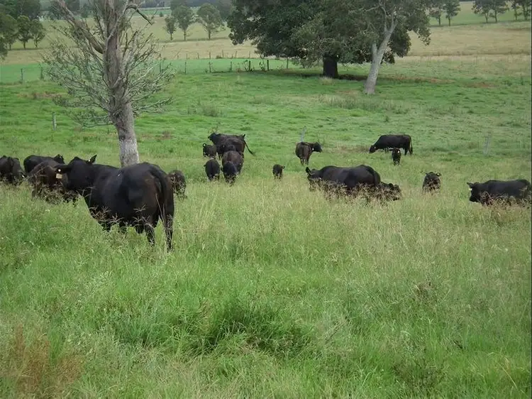 Seventh view of Homely rural property listing, 603 Knights Road, Doubtful Creek NSW 2470