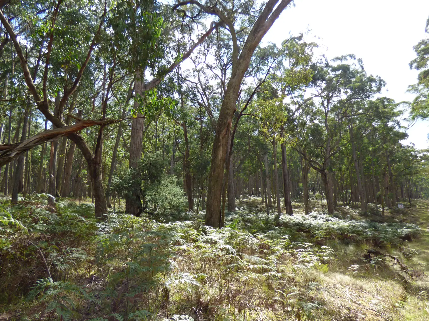 Main view of Homely land listing, LOT 4 Calways Lane, Gordon VIC 3345