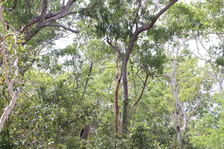 Seventh view of Homely land listing, 46 Redgum Drive, Humpty Doo NT 836