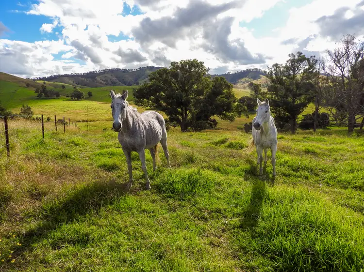 Main view of Homely rural property listing, 678 Bunyah Road, Coolongolook NSW 2423