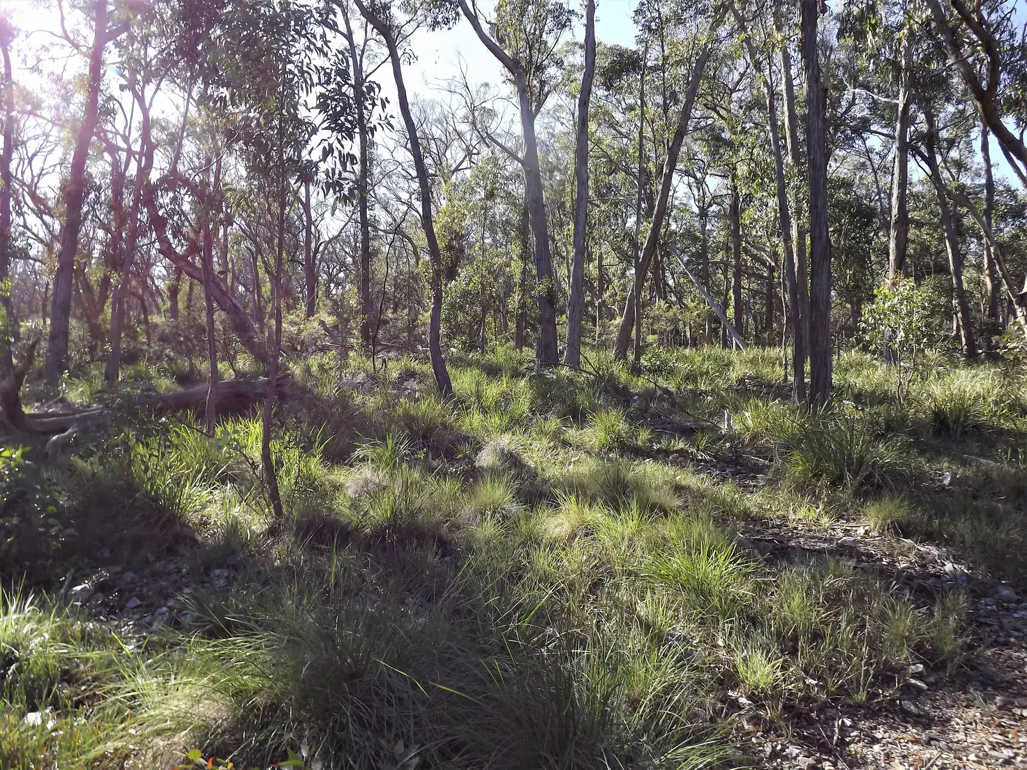 Main view of Homely rural property listing, 1527 New England Highway, Dundee NSW 2370