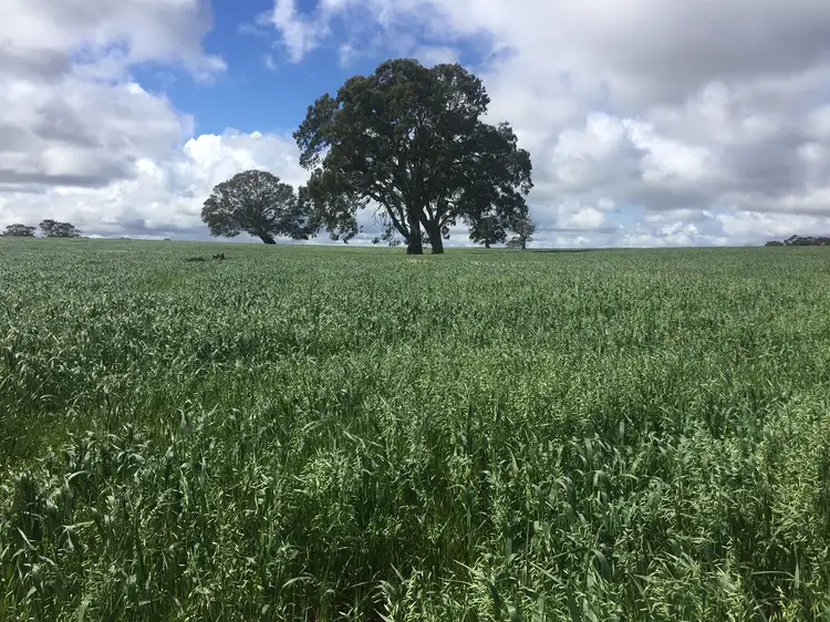 Main view of Homely rural property listing, LOT 52 Jutland Road, Springton, Springton SA 5235