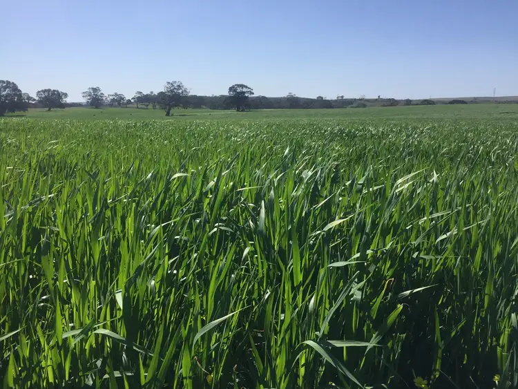 Sixth view of Homely rural property listing, LOT 52 Jutland Road, Springton, Springton SA 5235