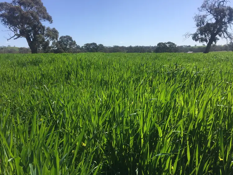 Seventh view of Homely rural property listing, LOT 52 Jutland Road, Springton, Springton SA 5235