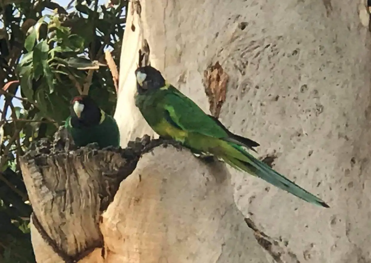 Main view of Homely land listing, 39 Chesham Way, Hamilton Hill WA 6163