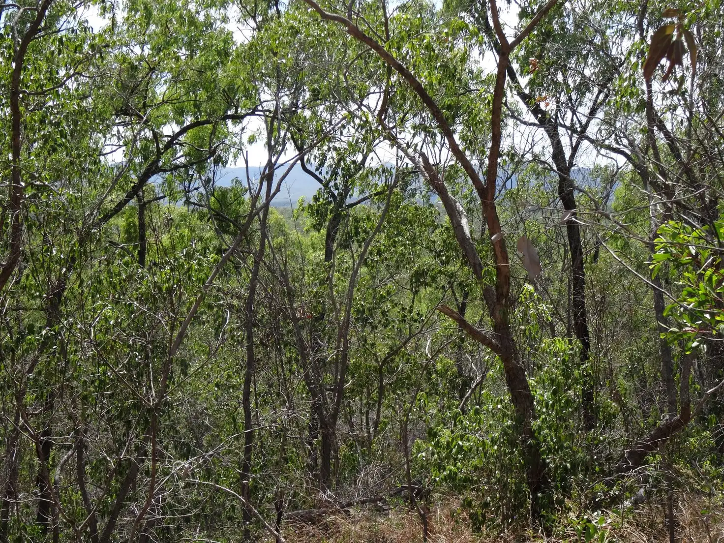 Main view of Homely rural property listing, LOT 4 Clarkes Road, Lowmead QLD 4676