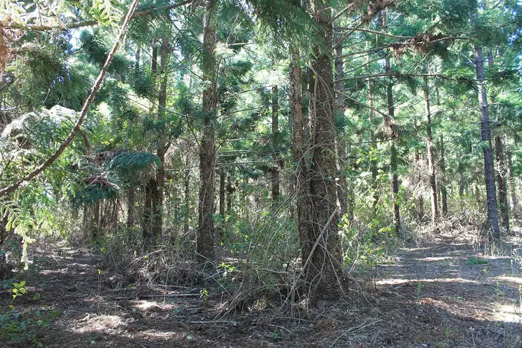 Fourth view of Homely rural property listing, 0 Eadie Road, Blackbutt QLD 4314