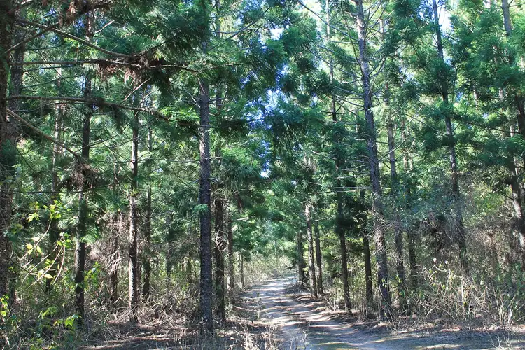 Fifth view of Homely rural property listing, 0 Eadie Road, Blackbutt QLD 4314