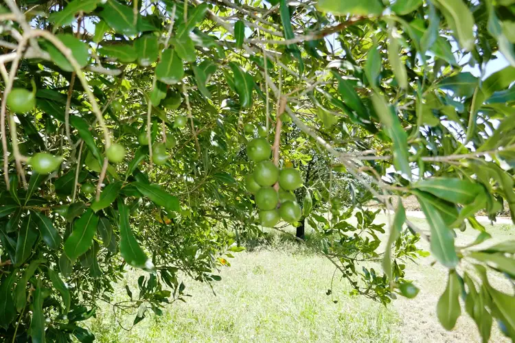 Third view of Homely land listing, Lot 6 Cook Road, Glass House Mountains QLD 4518