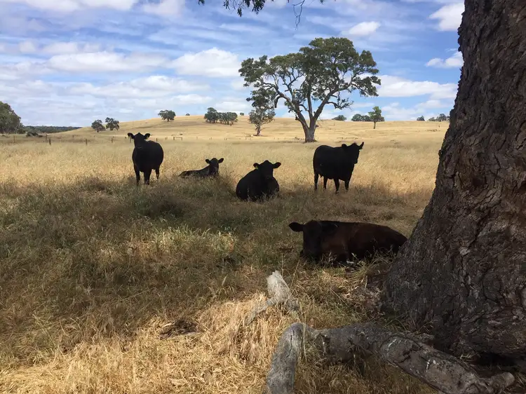 Main view of Homely rural property listing, Lots 102 and 3 Matthews Road, Eden Valley SA 5235