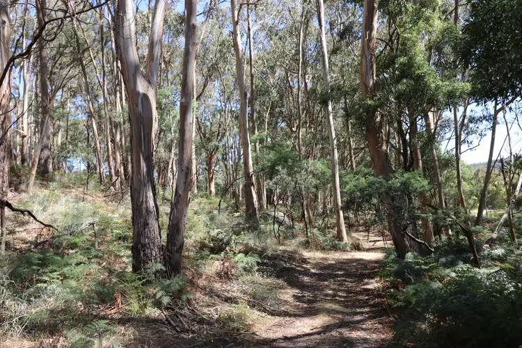 Second view of Homely rural property listing, 146 Moores Road, Caveat VIC 3660