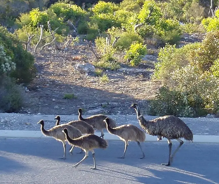 Third view of Homely land listing, 21 Peregrine Drive, Marion Bay SA 5575