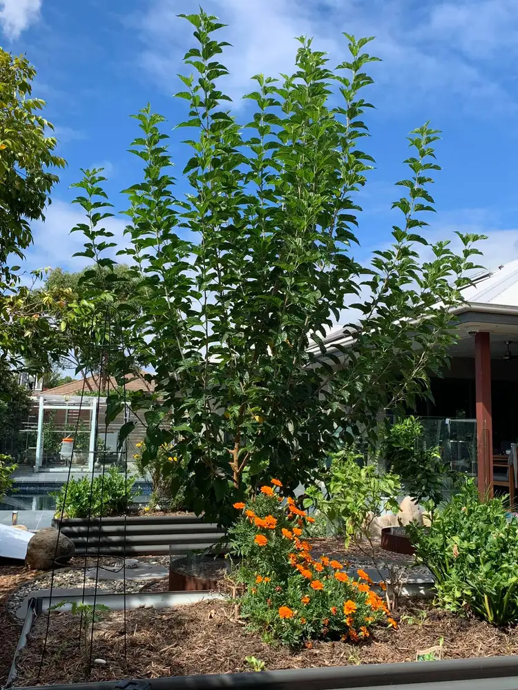 Fifth view of Homely house listing, 3 AURELIUS STREET, Augustine Heights QLD 4300