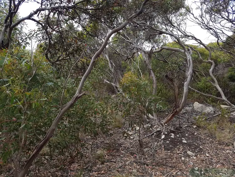 Sixth view of Homely land listing, LOT 54 Dolphin Crescent, Vivonne Bay SA 5223