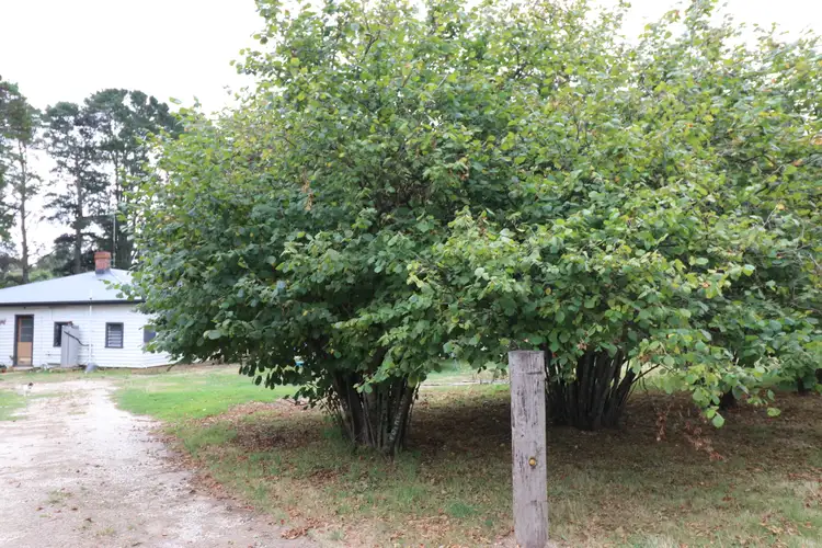 Main view of Homely rural property listing, 12 Moores Road, Caveat VIC 3660